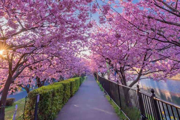 Cherry Blossom Season in Japan Top Places And Dates to Visit in 2025