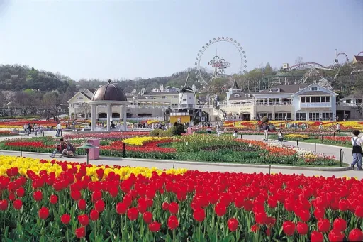 image for article Cherry Blossom Season in South Korea 2025: Top Places And Dates to Visit