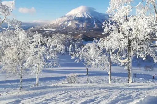 image for article Hokkaido to Cut Down Popular Birch Trees Due to Overtourism