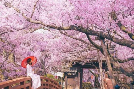 image for article Where to Catch Japan's Early Winter Cherry Blossoms Before April