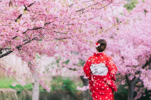 image for article 8 Types of Sakura in Japan & Where to See Them