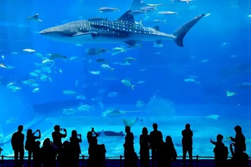 image for article A Muslim-friendly Guide to Cafe Ocean Blue in Okinawa’s Churaumi Aquarium