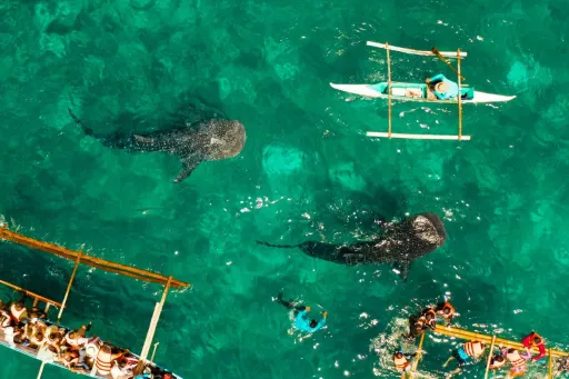 image for article Whale Shark Activities Shut Down in Bohol, Philippines: What It Means For Muslim Travellers