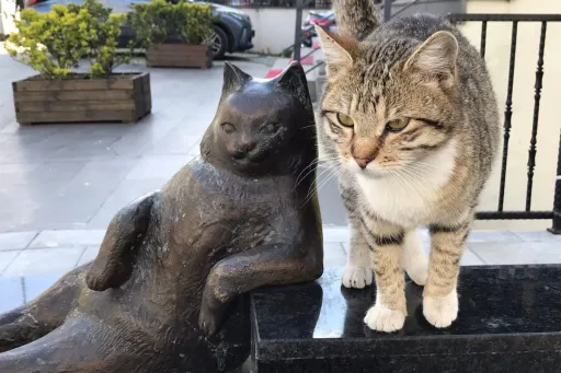 image for article Meet Tombili: Istanbul’s Most Famous Street Cat And His Iconic Statue