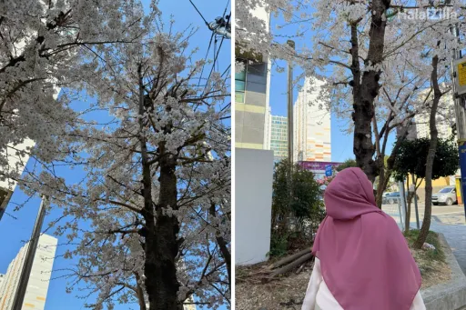 image for article Travelling in Busan as a Muslim: Halal Food, Mosques & More