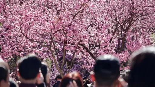 image for article Sydney Cherry Blossom Festival 2025: Australia’s Biggest Cherry Blossom Festival Returns