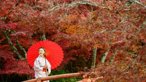 image for article Japan's 2025 Autumn Forecast: The Best Times and Places to Witness Autumn Foliage