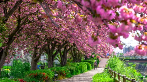 image for article The Ultimate Guide to the Kawazu Cherry Blossom Festival