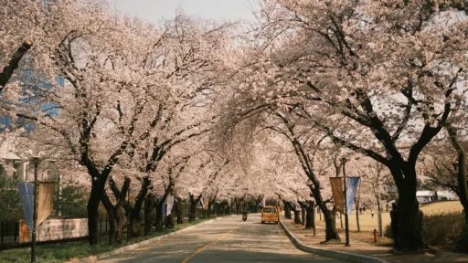 image for article Jinhae Cherry Blossom Festival 2026: The Ultimate Guide to South Korea’s Biggest Spring Event