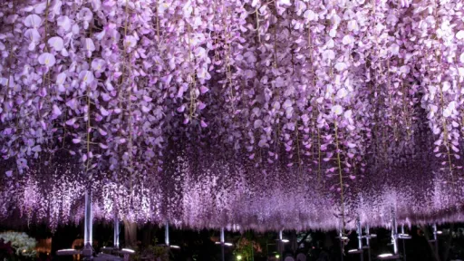 image for article A Muslim Traveller’s Guide to The Great Wisteria Festival 2026 in Ashikaga, Japan