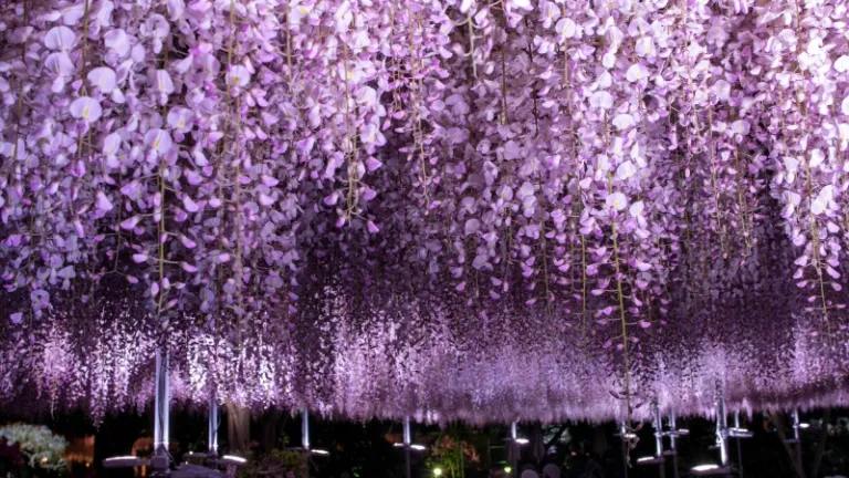 A Muslim Traveller's Guide to The Great Wisteria Festival 2026