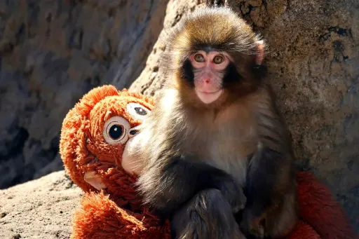 image for article Japan’s Famous Punch the Monkey: Where to See Him & How to Support Ichikawa Zoo