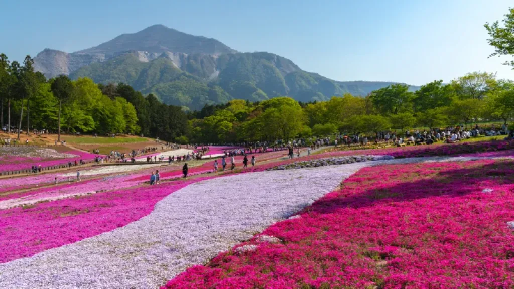 8 Day Trips From Tokyo for Muslim Travellers to Elevate Your Japan Itinerary