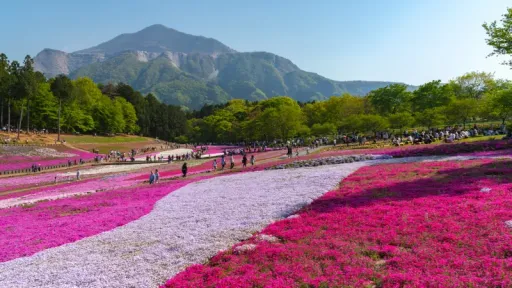 image for article 8 Day Trips From Tokyo for Muslim Travellers to Elevate Your Japan Itinerary