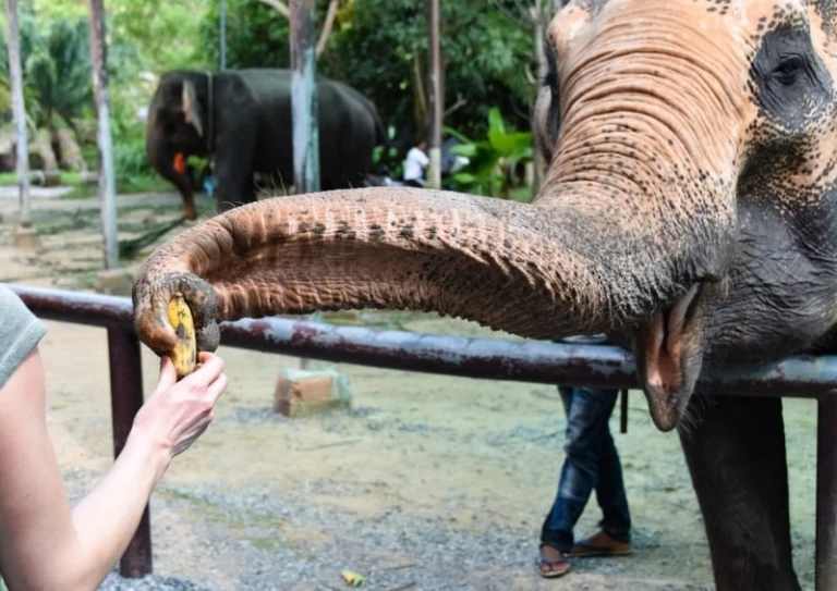 things to do in koh samui elephant sanctuary