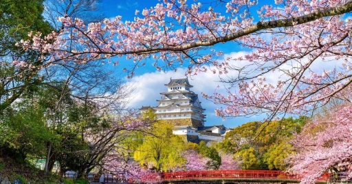 image for article Muslim Travel Guide to Finding the Best Cherry Blossom Views in Japan