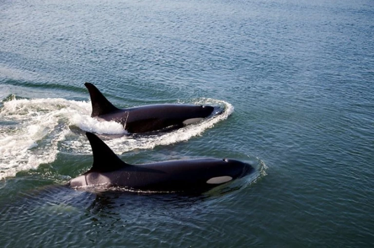 new zealand whales