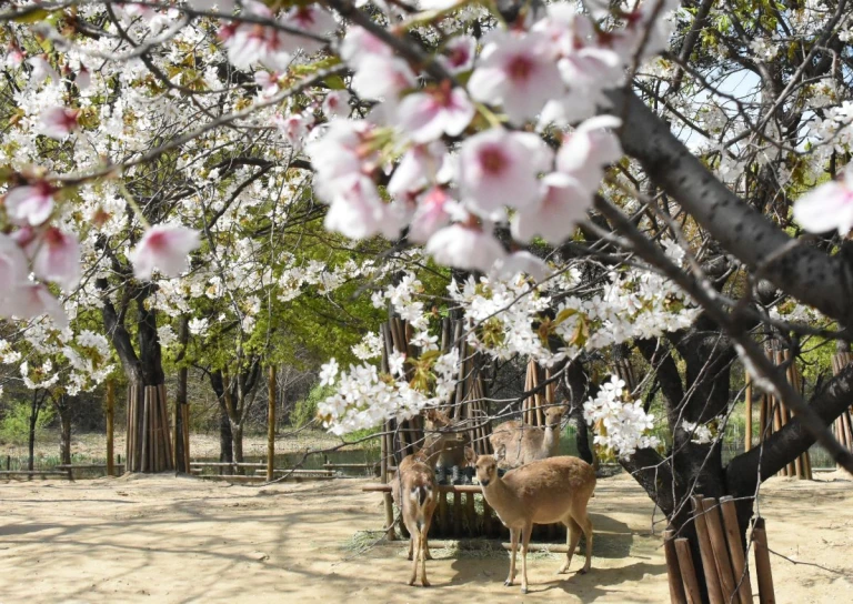 cherry blossom spots south korea