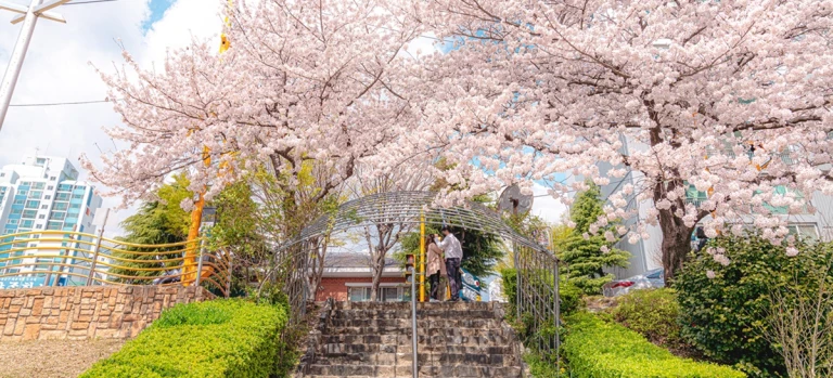 cherry blossom spots south korea