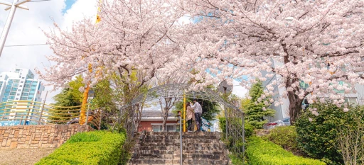 image for article Halal Travel: 7 Best Spots to View Cherry Blossom in South Korea 2024